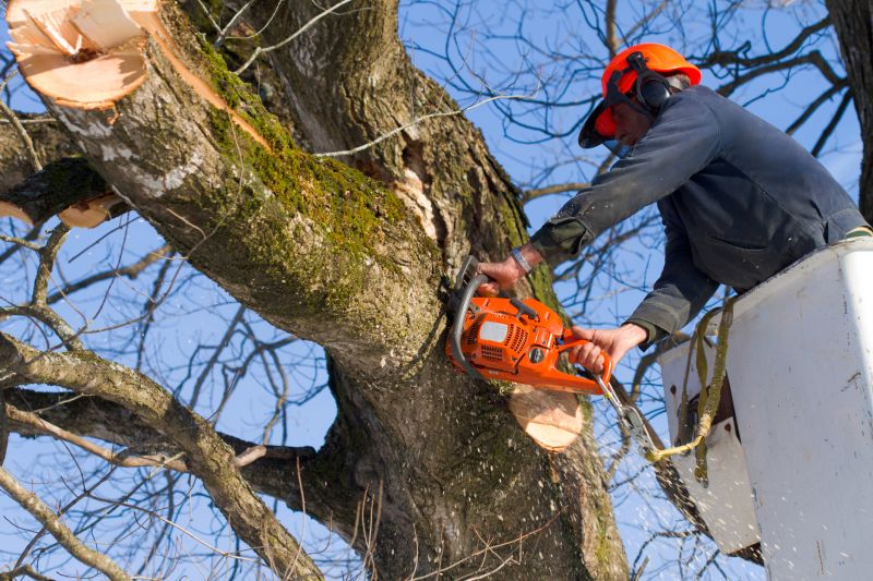 Apple Tree Removal in Allentown, PA