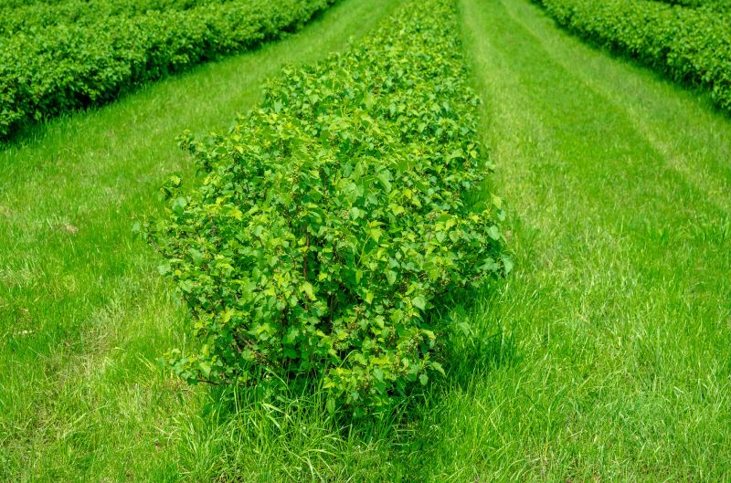 Hedge Cutting