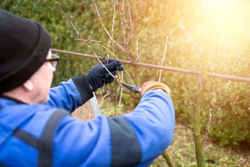 Juniper Pruning in Ventura County, CA