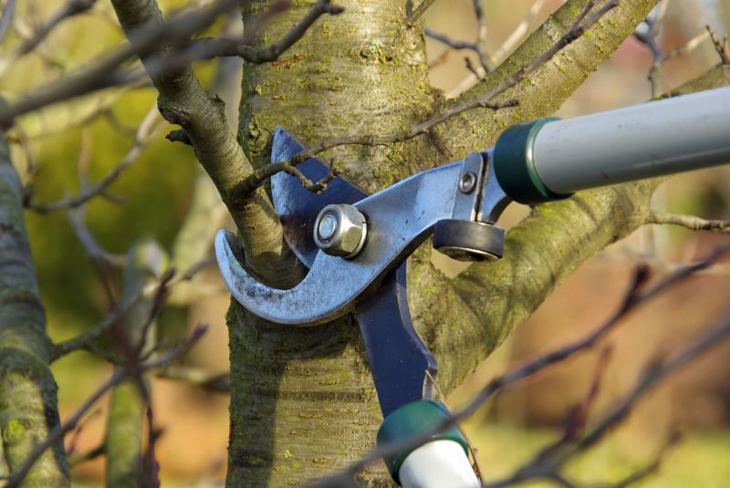 Tree Lopping Service in Allentown, PA