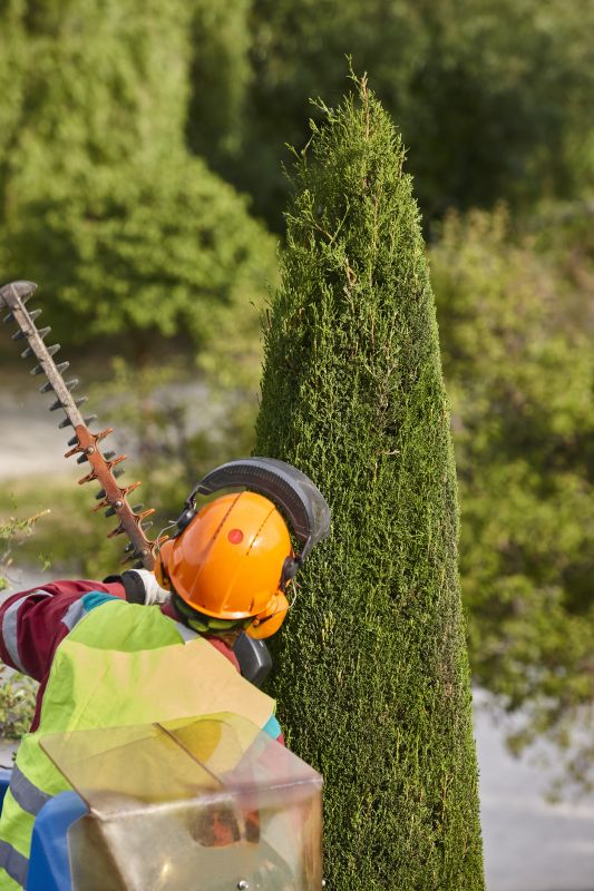 Tree Care Professionals