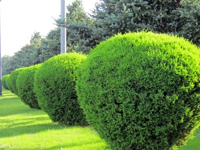 Get Healthy Hedge Growth