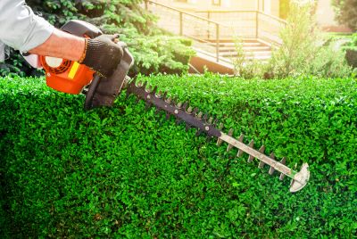 Improve the Appearance of the Hedges