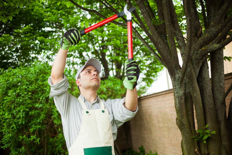 Apple Tree Pruning in San Jose, CA