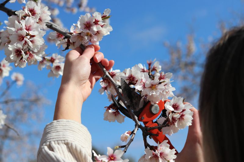 Branches Pruning in Doylestown, PA